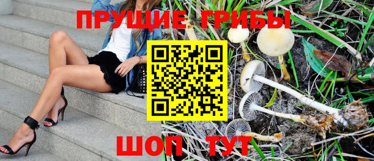 Ступино  Галлюциногенные грибы Psilocybe  Галлюциногенные грибы Psilocybe  Вход с VPN 